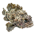 Deine Geschichte mit Gefleckter Drachenkopf